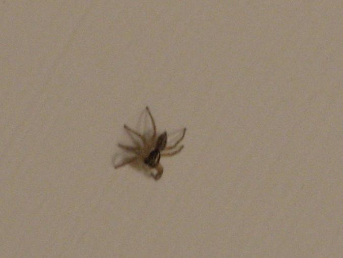 Menemerus sp.